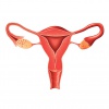 «Опухоли репродуктивной системы: гинекология, урология, молочная железа» 